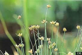 Image result for Bulbostylis barbata