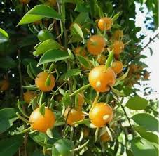 Image result for Pereskia aculeata