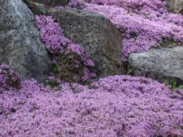 Creeping Thyme Thymus Serpyllum 100seeds Etsy Flowers Perennials Creeping Thyme Flower Seeds