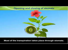 Transpiration is the process of water movement through a plant and. Function Of Stomata In Plants Youtube