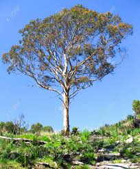 Image result for eucalyptus tree