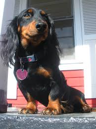 Maybe you would like to learn more about one of these? Long Haired Dachshund Cut Short Novocom Top