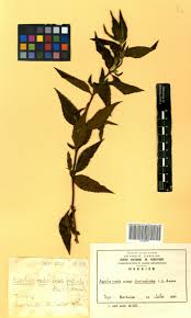 Image result for Aspilia rudis