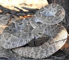 Western Diamondback Rattlesnake Crotalus Atrox 9618 Rattlesnake Sonoran Desert Westerns