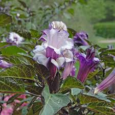 Image result for Datura