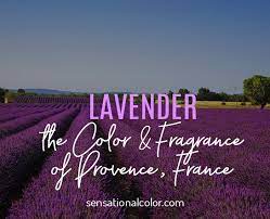 Check spelling or type a new query. Lavender Color Meaning And Scent Of Provence France
