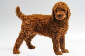 All our puppies come with a 1yr health guarantee and a health certificate.all puppies are current in shots and dewormed.don't be fooled by photoshop. Red Standard Poodle Puppies For Sale