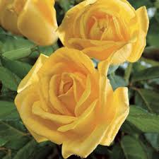 A mulch around the roses helps to conserve soil moisture and control weeds. Best Roses For Lexington Sc