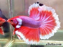 If You Ve Had More Than One Betta You Know That Bettas Tend To Have Very Individual Personalities Betta Fish Betta Betta Fish Tank