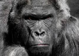Check spelling or type a new query. Is It True A Gorilla Would Win A Fight Against A Lion Quora