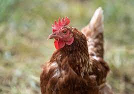 insolite a alger l histoire du coq des cinq policiers et de la diplomate policier insolite coq