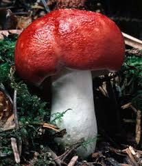 Image result for Russula sp