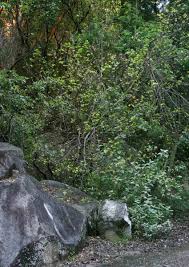 Image result for Turraea floribunda