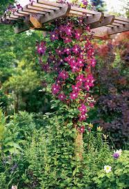 This flowering vine is hardy in usda zones 6 through 9 and adapts to a variety of growing conditions, although it prefers full sun. The Best Perennial Vines For Your Garden Better Homes Gardens