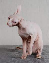 hairless cat sphynx hairless cat hairless cat sphynx sphynx cat