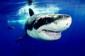 The original jaw of the great white shark was prepared by dr. Great White Shark Jaws Misunderstood Underwater360