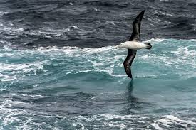 Following the albatross, sentinels of Antarctica - Swoop Antarctica Blog