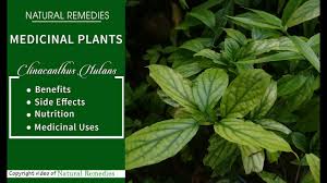 Some information in the internet suggest that sabah snake grass should be grind together with green apple into juice. Clinacanthus Nutans Sabah Snake Grass Elephant S Trunk Medicinal Plants Botanical Cart