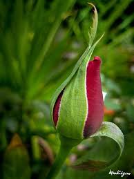 Red Rose Flower Bud Bouton De Rose Rouge In 2020 Beautiful Flowers Beautiful Roses Flowers
