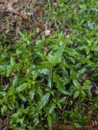 Image result for Enydra