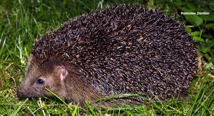 Basic Information Sheet European Hedgehog Lafebervet