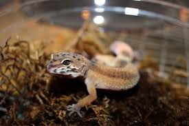 Seiring dengan perkembangan waktu dan indonesia mencapai kemerdekaan, muhammad arief sebagai pencipta lagu. Leopard Gecko