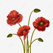 We did not find results for: Remembrance Sunday Papaver Rhoeas Growing Flower Papaver Rhoeas Being Growing Png Transparent Clipart Image And Psd File For Free Download