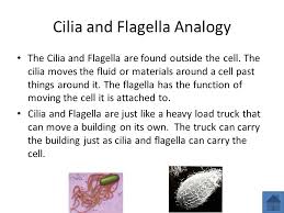 Most of the cells size range between 1 and 100 micrometers and are visible only with the microscope. Plant And Animal Cells And Solon High School Dna Cilia And Flagella By Caroline M Julie M Eddie O And Mike M Ppt Download