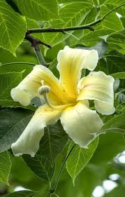 Image result for Millettia usaramensis