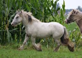 Image result for Medium Buckskin 1989 Colt