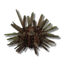 Image result for Heterocentron macrostachyum