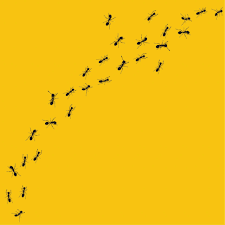 Sedalia Democrat 2024 Fall Home and Garden Decorator by Fox Printing and  Digital Publishing