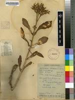 Image result for Kalanchoe lanceolata