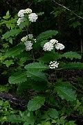 Image result for Asclepias buchwaldii