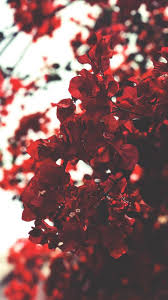 Browse 284,457 red flowers stock photos and images available, or search for red flowers background or red flowers white background to find more great stock photos and pictures. Red Flowers Shared By Ichiro On We Heart It