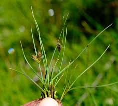 Image result for Fuirena pachyrrhiza