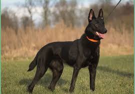 Check spelling or type a new query. Black Belgian Malinois Puppies For Sale California