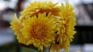 However, you can try this trick: How To Grow Fall Mums How To Grow Chrysanthemums In Your Garden