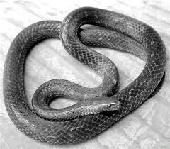 Image result for Atractus multicinctus