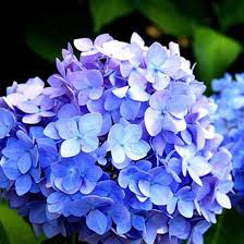 Beautiful top view from passenger supersonic airplane window flying high above white clouds in the blue sky. 25 Most Beautiful Blue Flowers