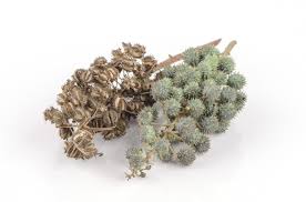 Huile De Carapate Black Castor Oil Ou Huile De Ricin Noir Huile De Ricin Noire Huile De Ricin Ricin