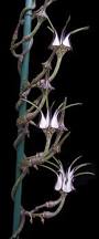 Image result for Ceropegia filipendula