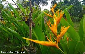 Nama asli buah ini pisang potho merah. Bunga Pisang Tasbih Steemit