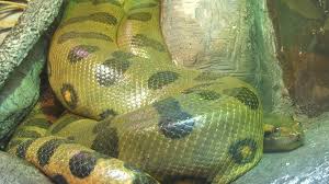 Sesuai namanya, ular yang bernama latin apodora papuana ini memang ditemukan di papua. Ular Terbesar Di Dunia Yang Akan Membuatmu Tercengang Kepogaul