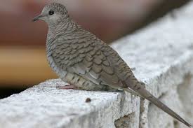 Inca Dove Columbina Inca El Viernes Encontre Una De Estas Le Pusimos Barracuda Pronto Sus Fotos Arizona Birds Pet Birds Backyard Birds