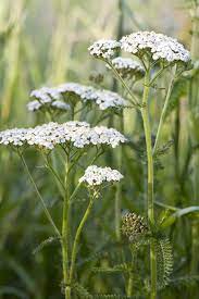 The Surprising Meanings Behind Your Favorite Flowers In 2021 British Wild Flowers Yarrow Flower Wild Flower Meadow