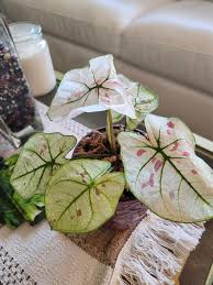 Image result for Caladium