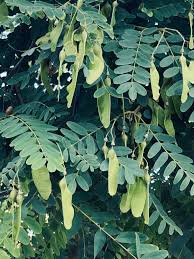 Image result for Tipuana tipu