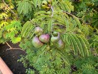 Image result for Libidibia coriaria