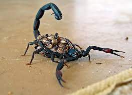 Check spelling or type a new query. Florida Bark Scorpion Centruroides Gracilis Bugguide Net